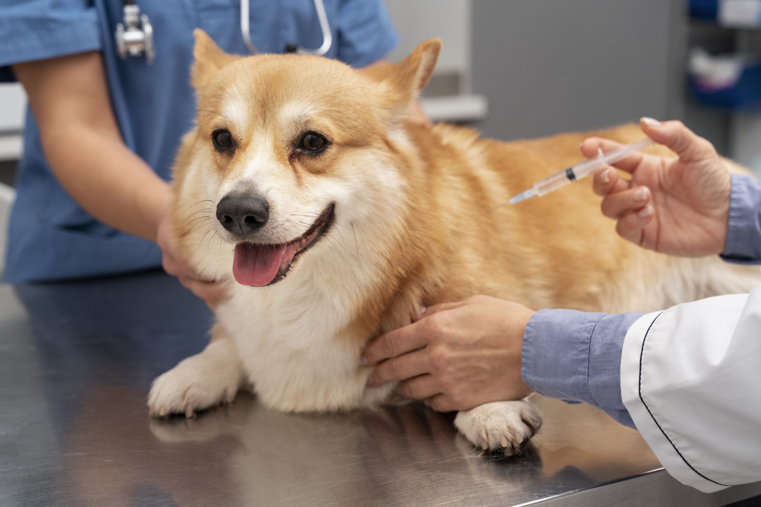 The Lepto vaccine helps to prevent pets from catching the leptospirosis vaccine.