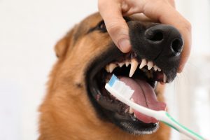 Promote good oral hygiene in your dog with regular brushing and providing appropriate chew toys. 