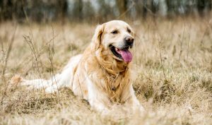 Golden Retrievers are known to have a higher risk of developing lymphoma. 