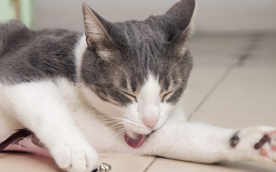 Cat Flea Bites [Signs, Symptoms & Treatment Options]