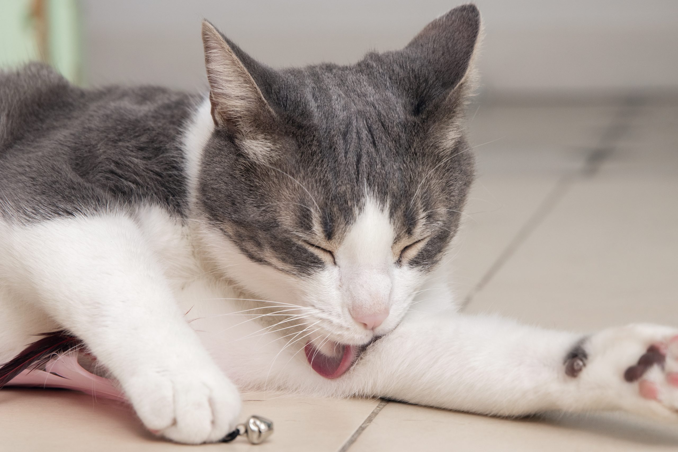 Scratching, grooming, irritated skin, and fur loss are signs that your cat may have fleas.