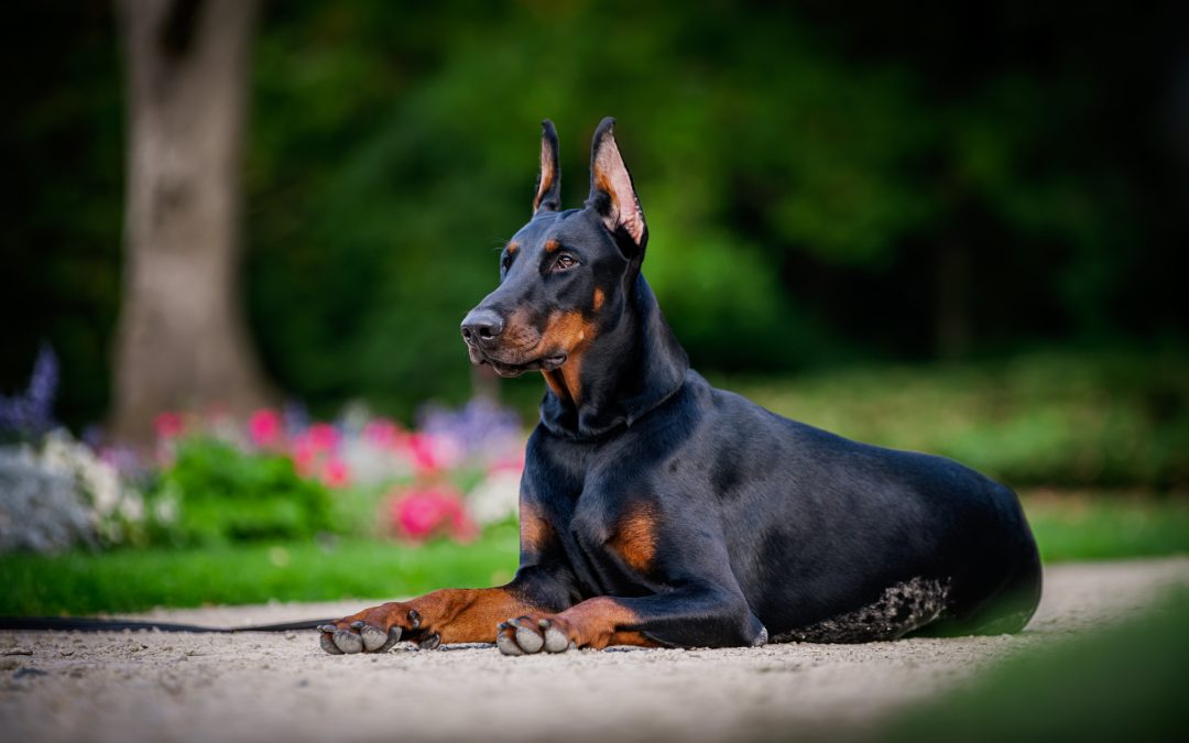 Bloat (GDV) in Dogs [Signs, Causes, & How to Fix It]
