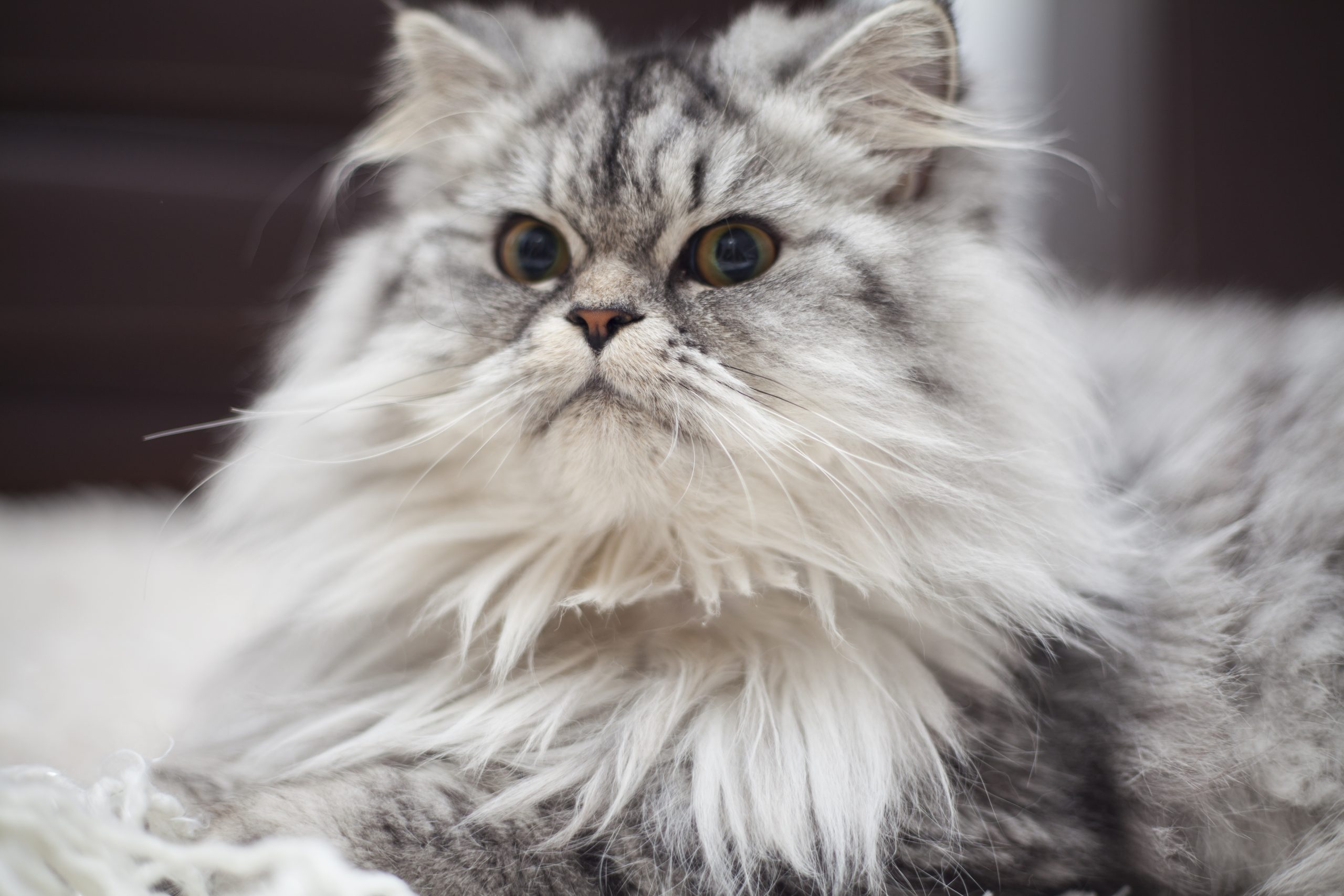 Abyssinians, Bengals, Birman, and Ragdolls are most susceptible to Feline Peritonitis (FIP).
