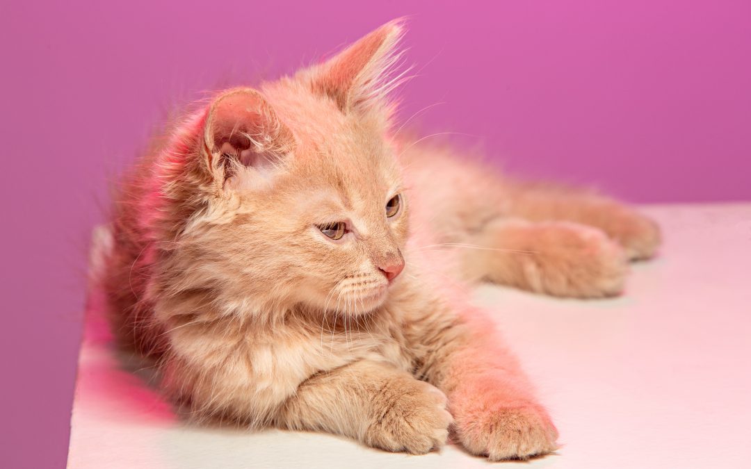 Cat Hairballs [Treatment & Indicators for Severe Problem]