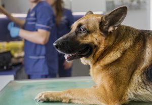 There are various forms of lymphoma in dogs, so proper diagnosis is crucial to determining treatment.