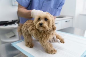 Treatment for bladder stones in dogs is based on the stones' size, composition, and location