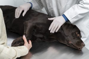 Sever canine ACL tears may require surgery, but it is best to consult with your veterinarian on treatment options. 