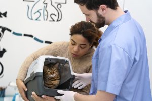 Managing FIV in cats includes routine checkups, medication, diagnostic tests, and more. 