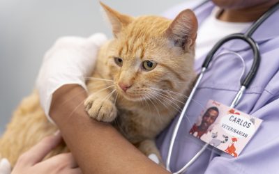 FIV targets a cat's white blood cells and their ability to fight off infection.