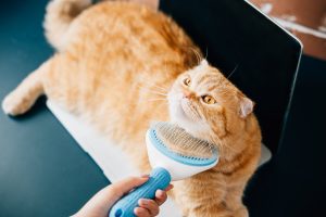 Flea medication and regular grooming can help reduce the risk of your cat catching fleas. 
