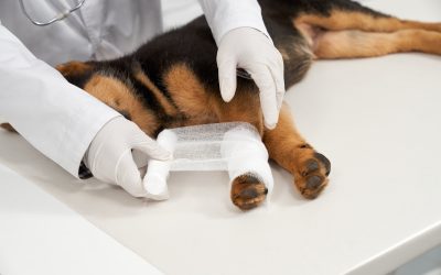 Canine ACL injuries can cause discomfort in dogs. Treatment options depend on the severity.