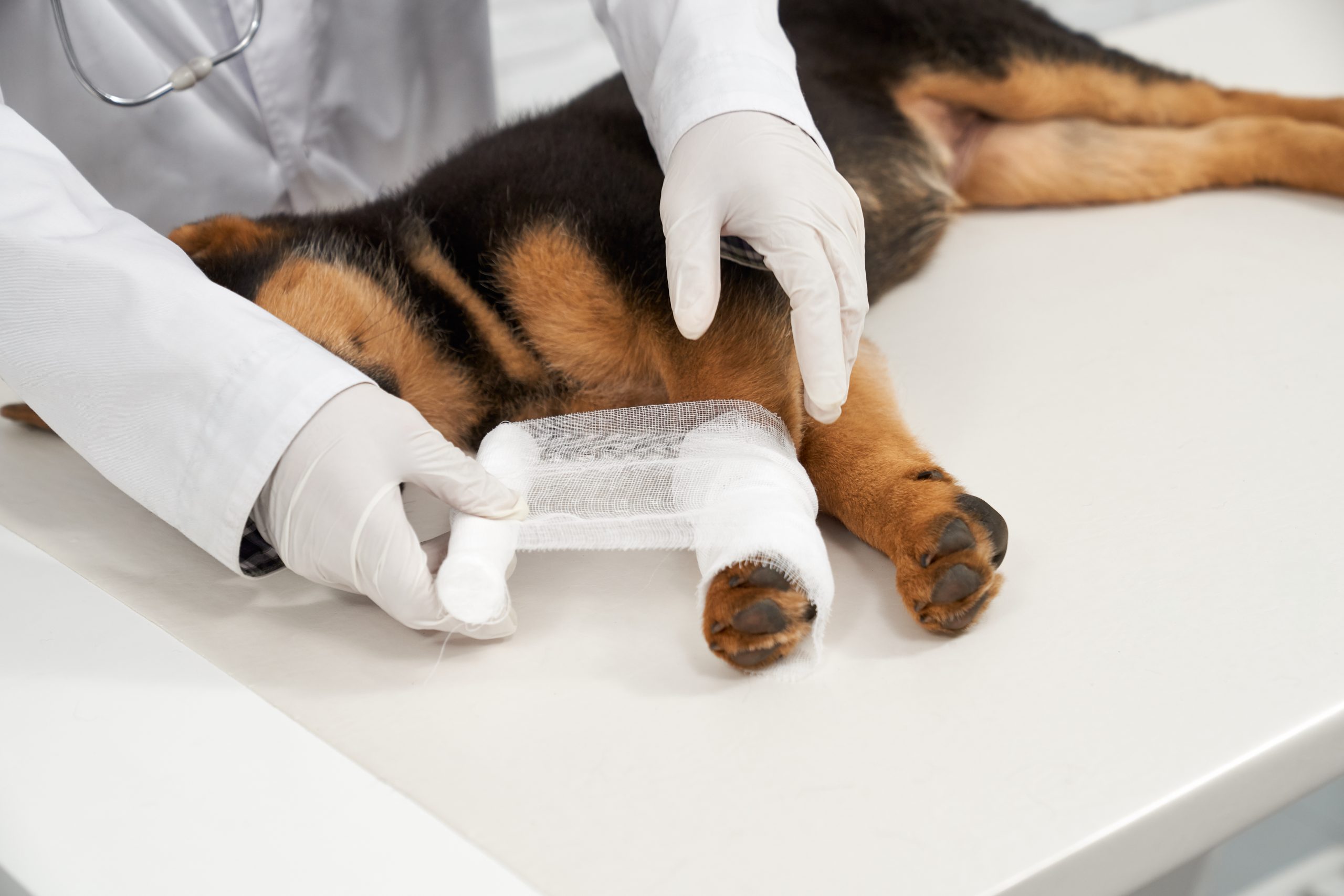 Canine ACL injuries can cause discomfort in dogs. Treatment options depend on the severity.