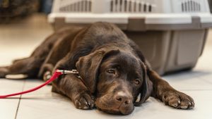 Lumps, weight reduction, diminished appetite, fatigue, thirst and urination, and trouble breathing are symptoms of lymphoma in dogs.