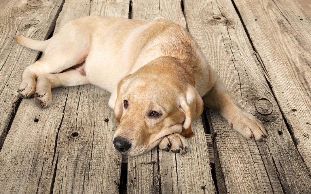 Dog Tumors [Causes, Signs, Diagnosis, Treatment & More]