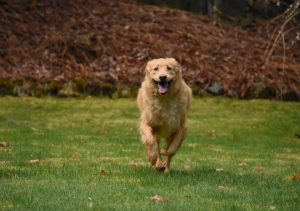 Golden retrievers are prone to ACL tears and injuries. 