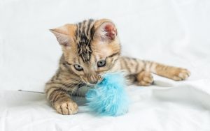 Providing your cat with interactive toys and mental stimulation activities can help prevent them from getting hairballs.