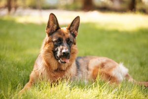 German Shepherds are prone to developing osteoarthritis as they age.