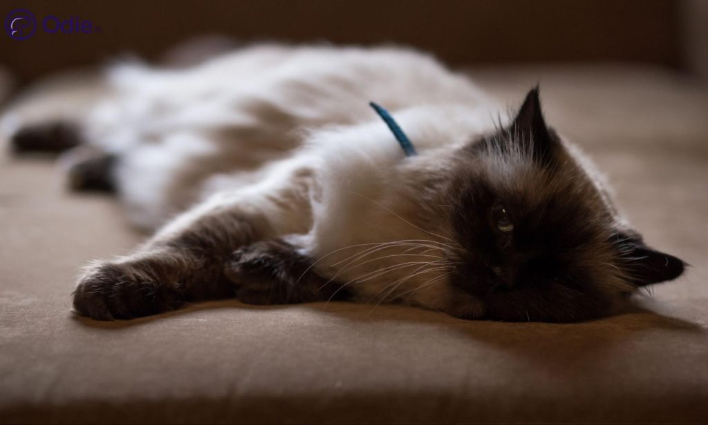Fluffy seal point cat lounging comfortably, representing stress-free feline health insurance.