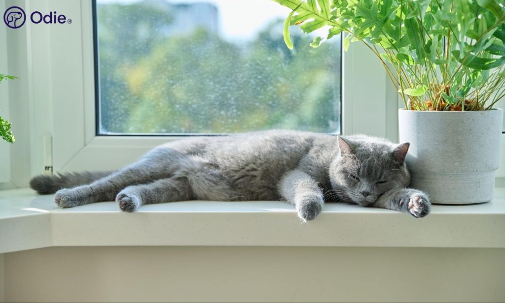 Grey cat sleeping soundly by a window, representing peace of mind and indoor cat health coverage.