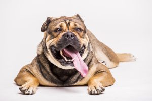 Excessive drooling and continuous attempts to vomit unsuccessfully are signs of bloat in dogs.