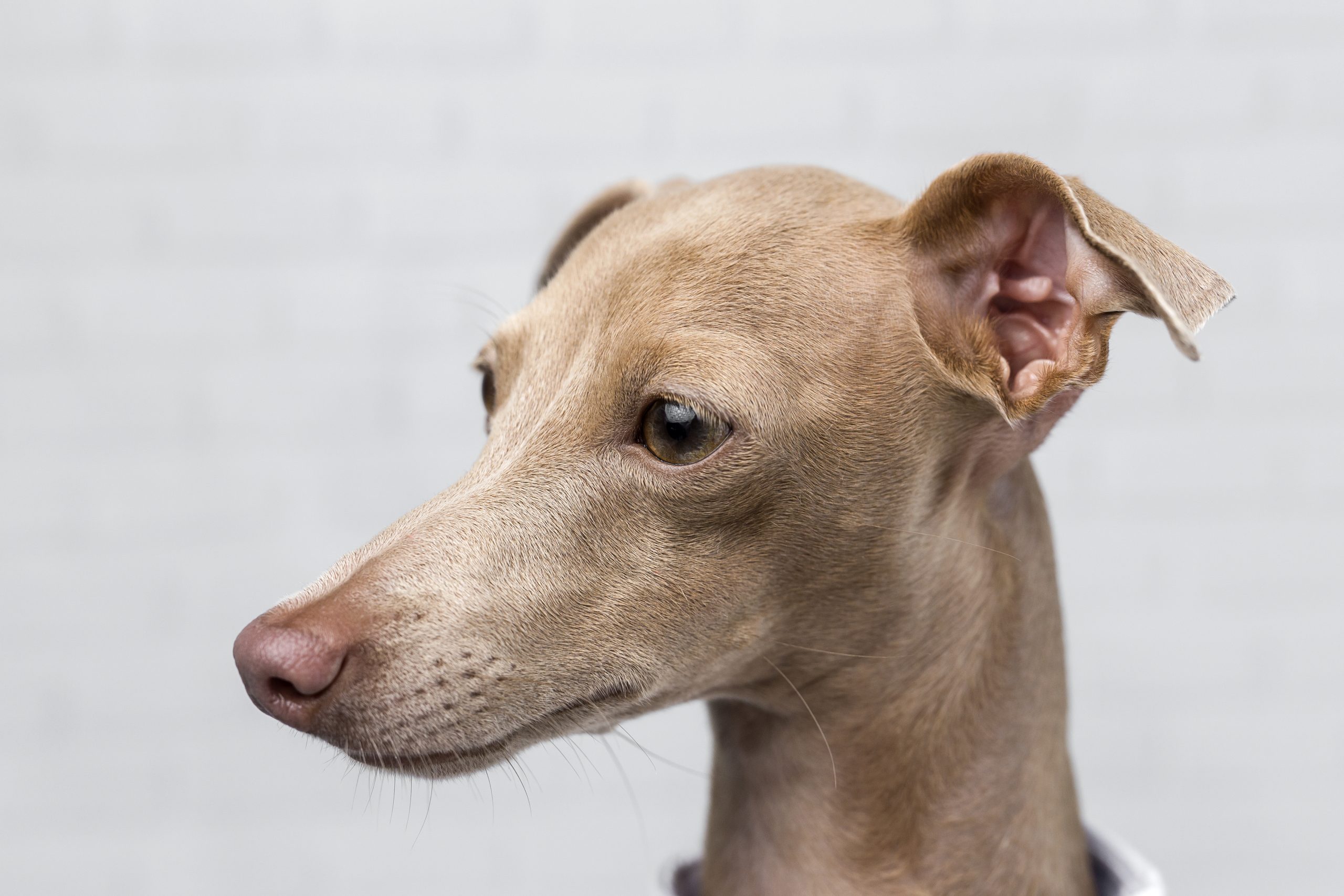 Hematomas in dogs form between the layers of tissue in the ear flap and can cause discomfort in your dogs.