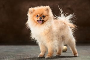 Bichon Frises, Miniature Poodles, Malteses, Chihuahuas, Lhasa Apsos, Pomeranians, Yorkshire Terriers, and Cairn Terriers are predisposed to bladder stones. 
