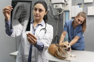Diagnosing and treating cancer in dogs typically involves a combination of blood tests, x-rays and biopsies.