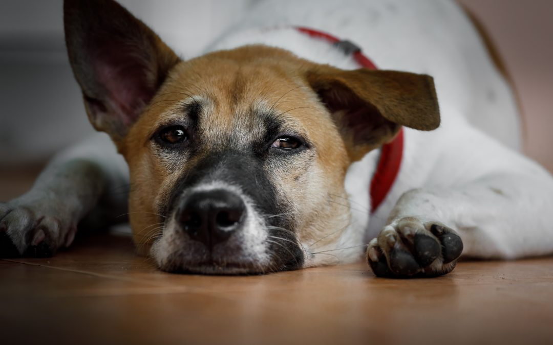 Dog Anxiety Cause, Symptoms, and Treatment Options
