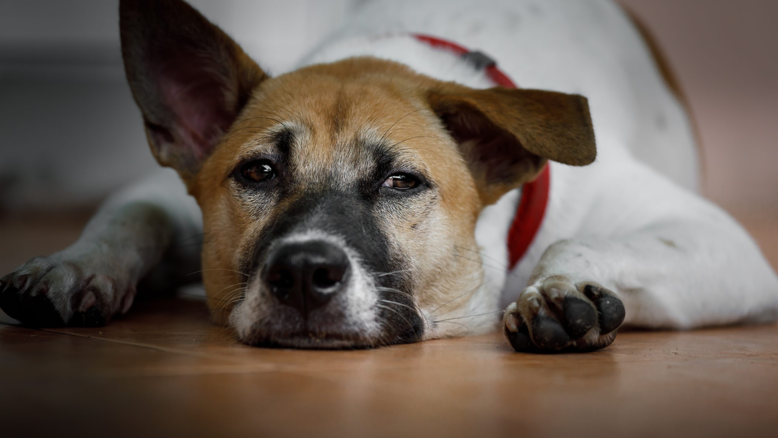 It is very common for dogs to experience separation anxiety when their owners leave the house.