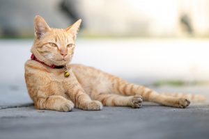 In early stages of FIV, cats may appear completely healthy but can still transmit the disease to other cats.