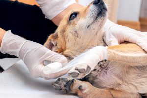 Wounds, fractured and broken bones are covered by Accident Only pet insurance.