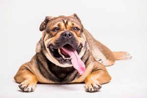 Work directly with your veterinarian to develop a custom weight loss plan suited for your dog's individual needs. 