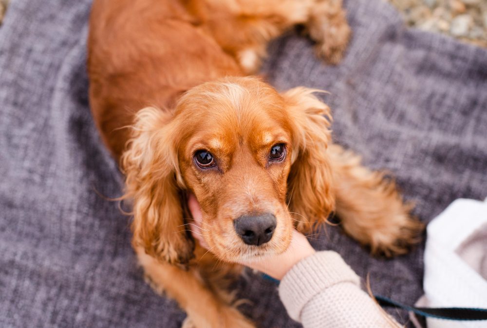 Can You Put Neosporin on a Dog? [Risks & Alternatives]