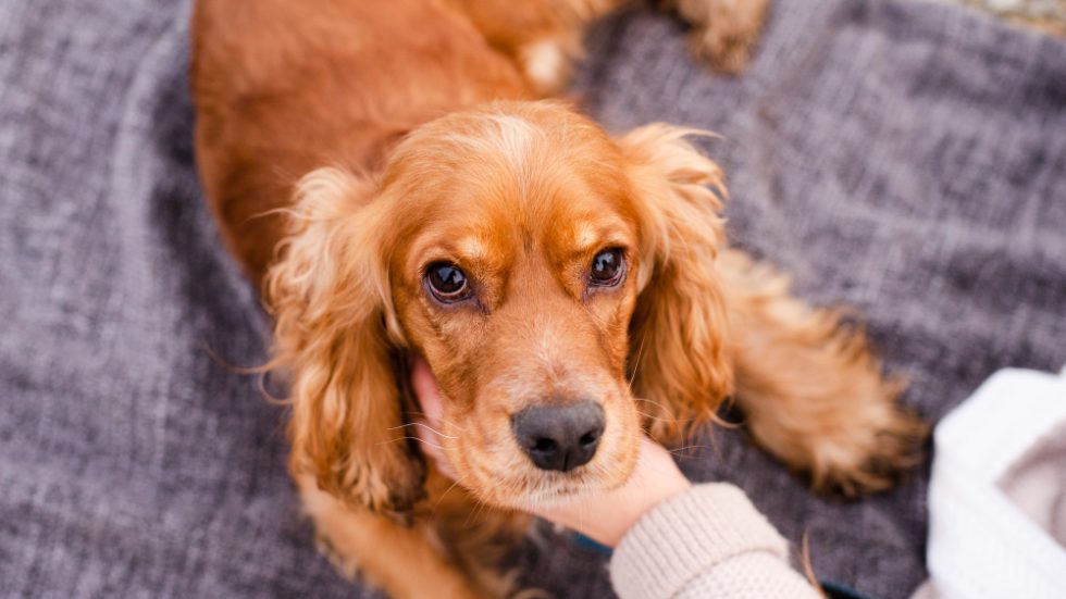 Can You Put Neosporin on a Dog? | Odie Pet Insurance