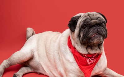 Obesity in dogs can lead to joint problems, heart disease, diabetes, and other chronic conditions.