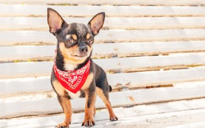 Pet insurance can provide peace of mind and a safety net for Chihauhau pet parents