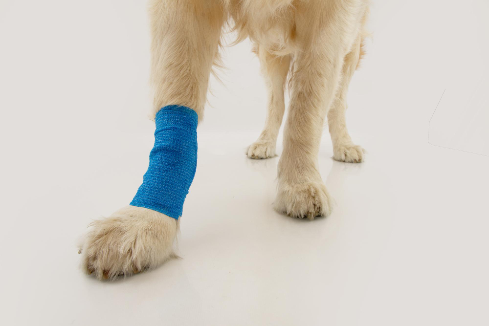 Are All Accidents Covered by Accident Only Pet Insurance?