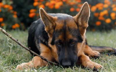 German Shepherds are known for their loyalty and smarts. Learn why you should get per insurance.