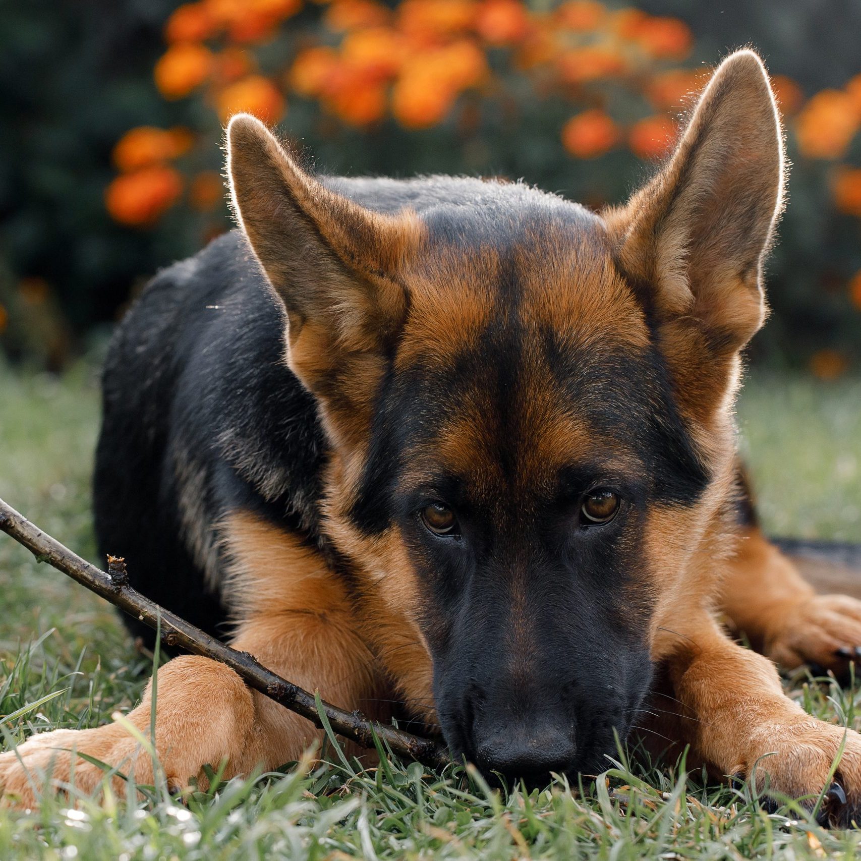 German Shepherd Dog Insurance: Protect Your Loyal Companion