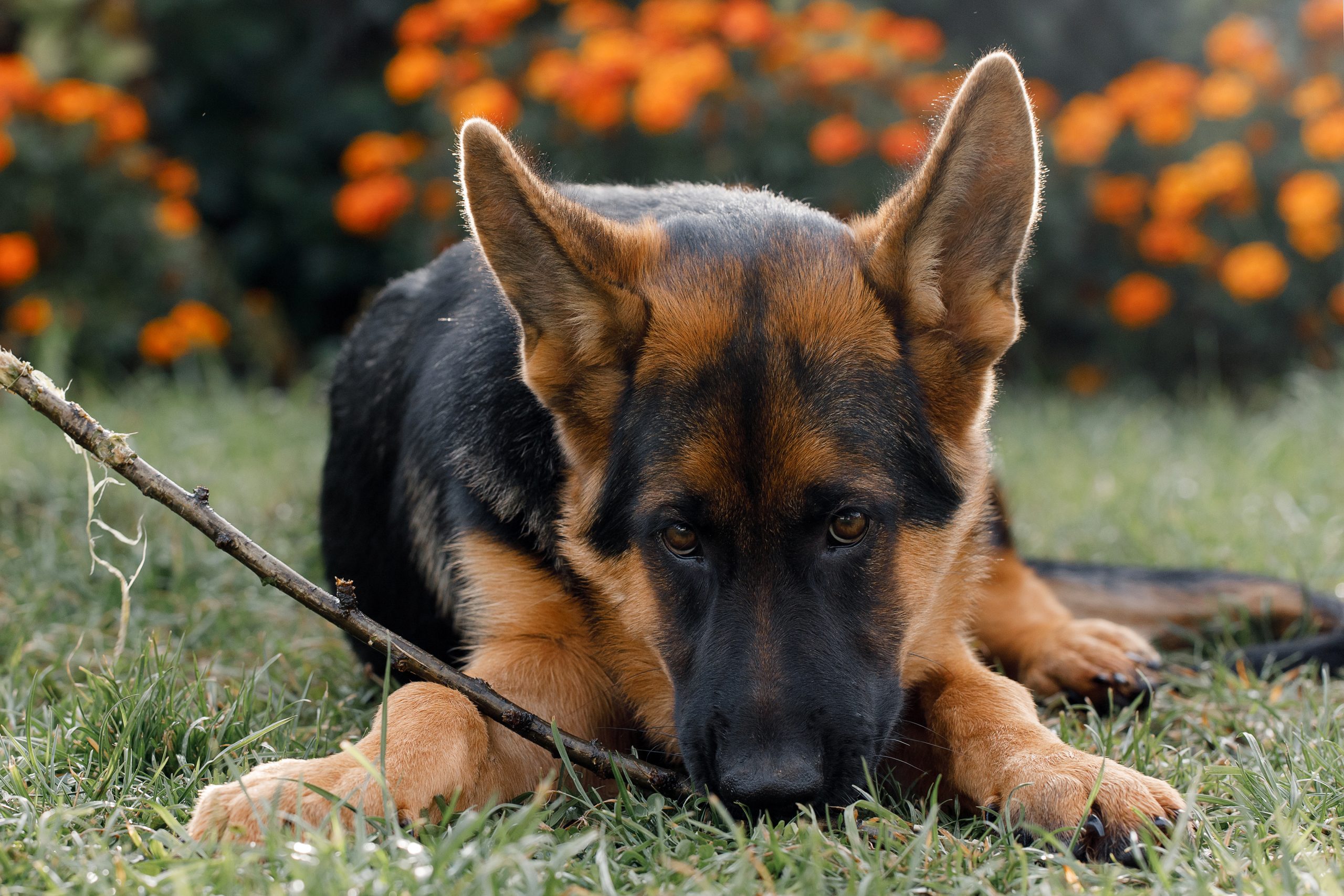 German Shepherds are known for their loyalty and smarts. Learn why you should get per insurance.