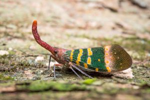 If you think your dog has eaten a cicada, it's recommended to contact your vet immediately.