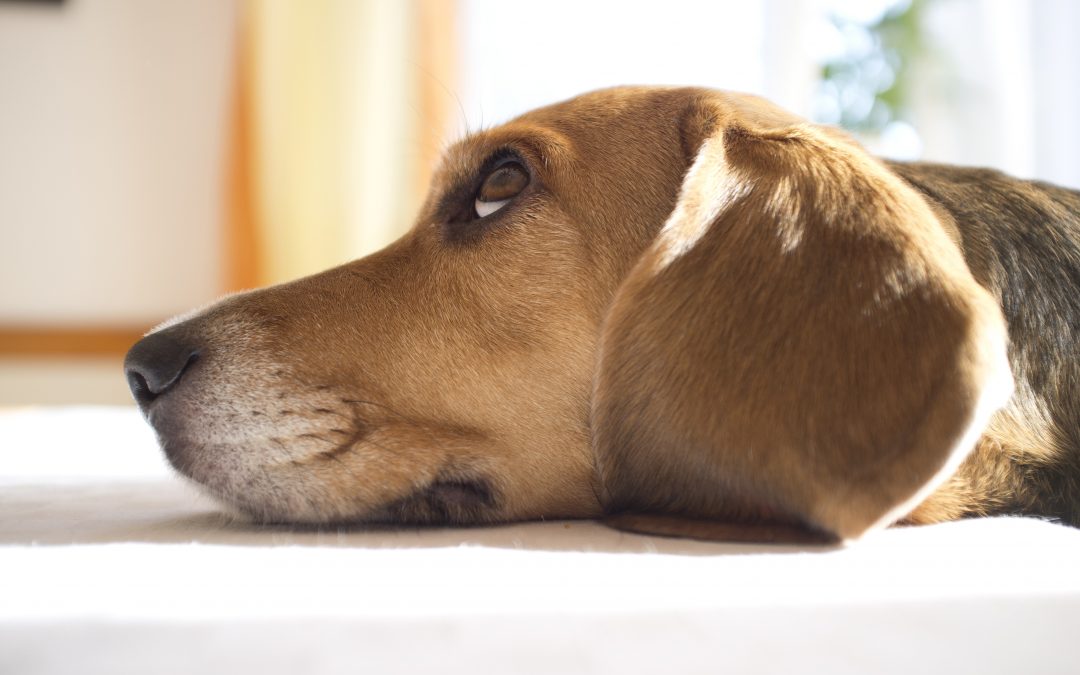 What to Give a Dog With Diarrhea? [Causes & Treatment]