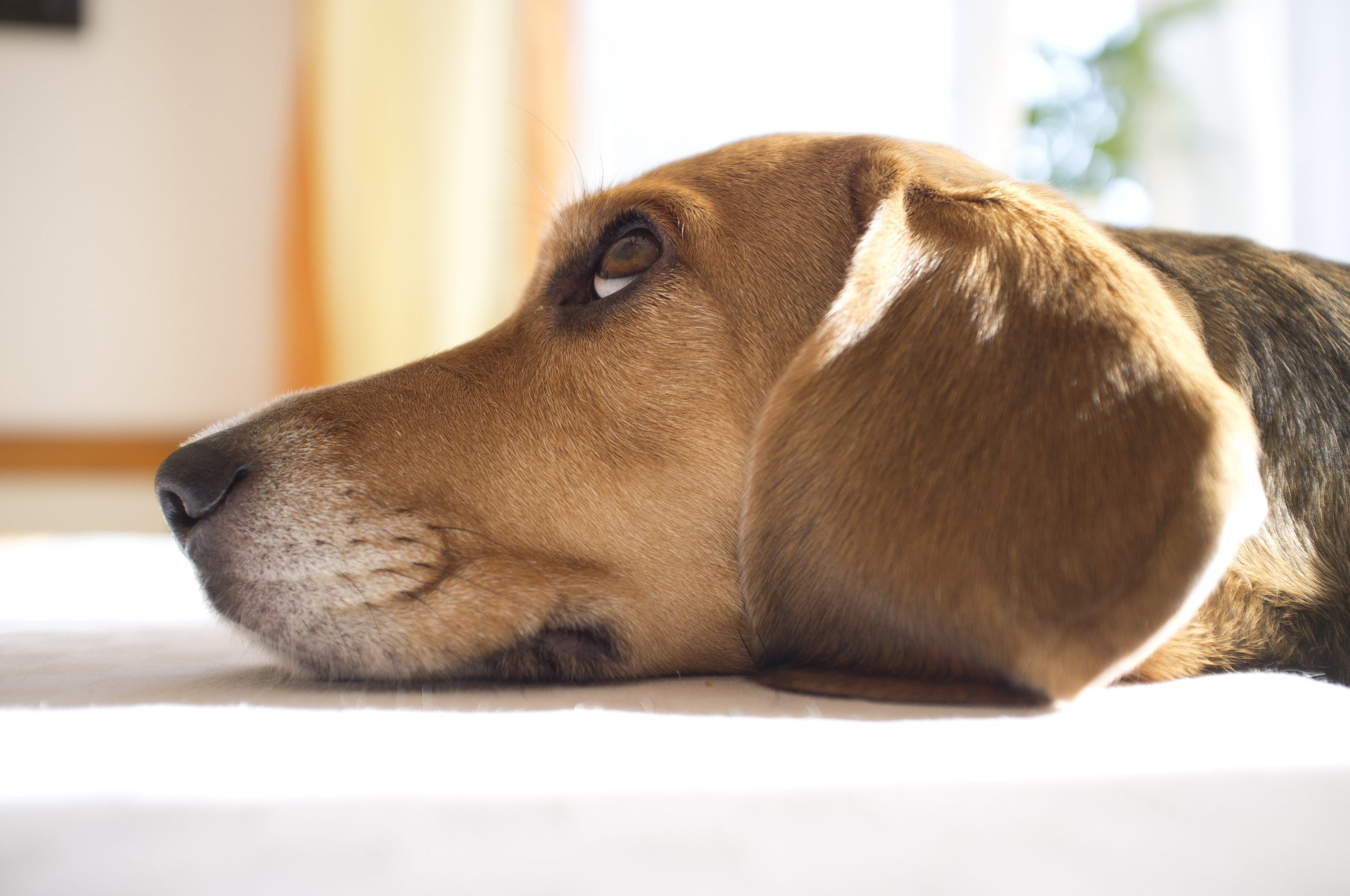 Dietary changes, allergies or infections could cause diarrhea in dogs.