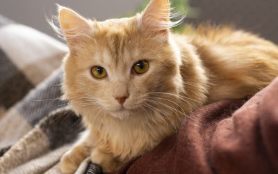 Feline dermatitis is an inflammatory skin condition in cats.