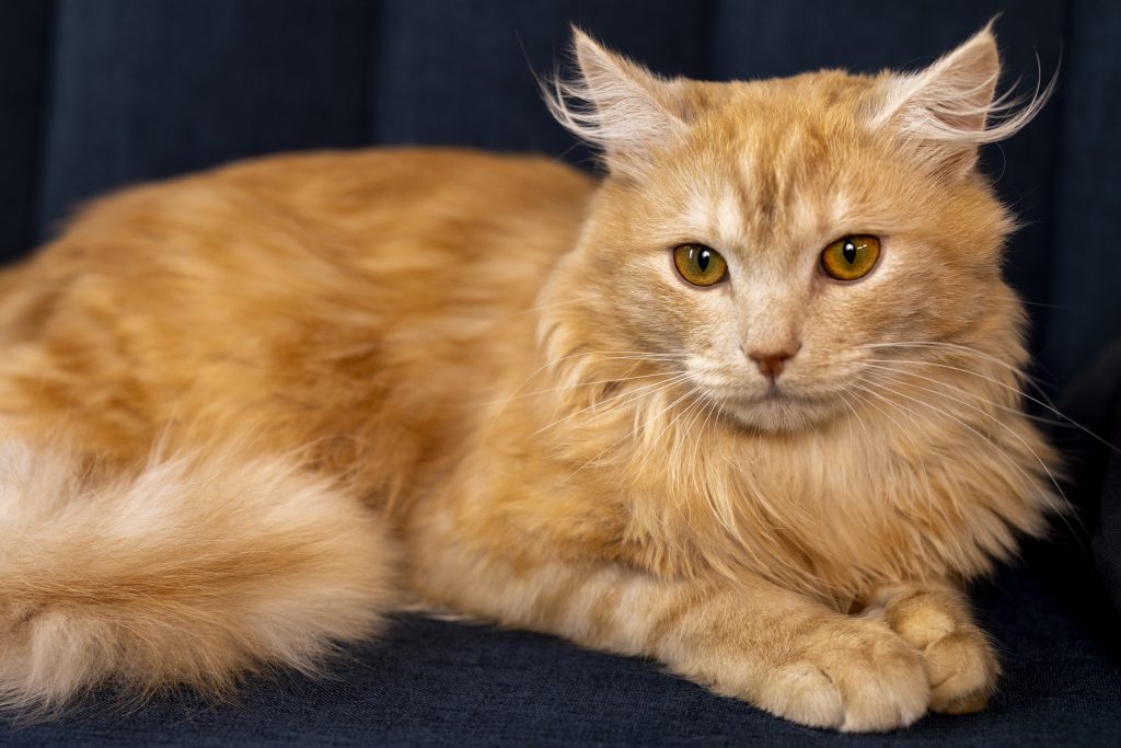 Cat Asthma [Signs, Symptoms, Causes, Treatment & More] - Comprehensive ...