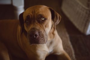 Retrievers, cocker spaniels and poodles are predisposed to depression.