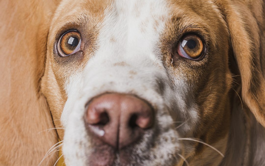Cataracts in Dogs: Get Rid of It Once and For All [Full Guide]