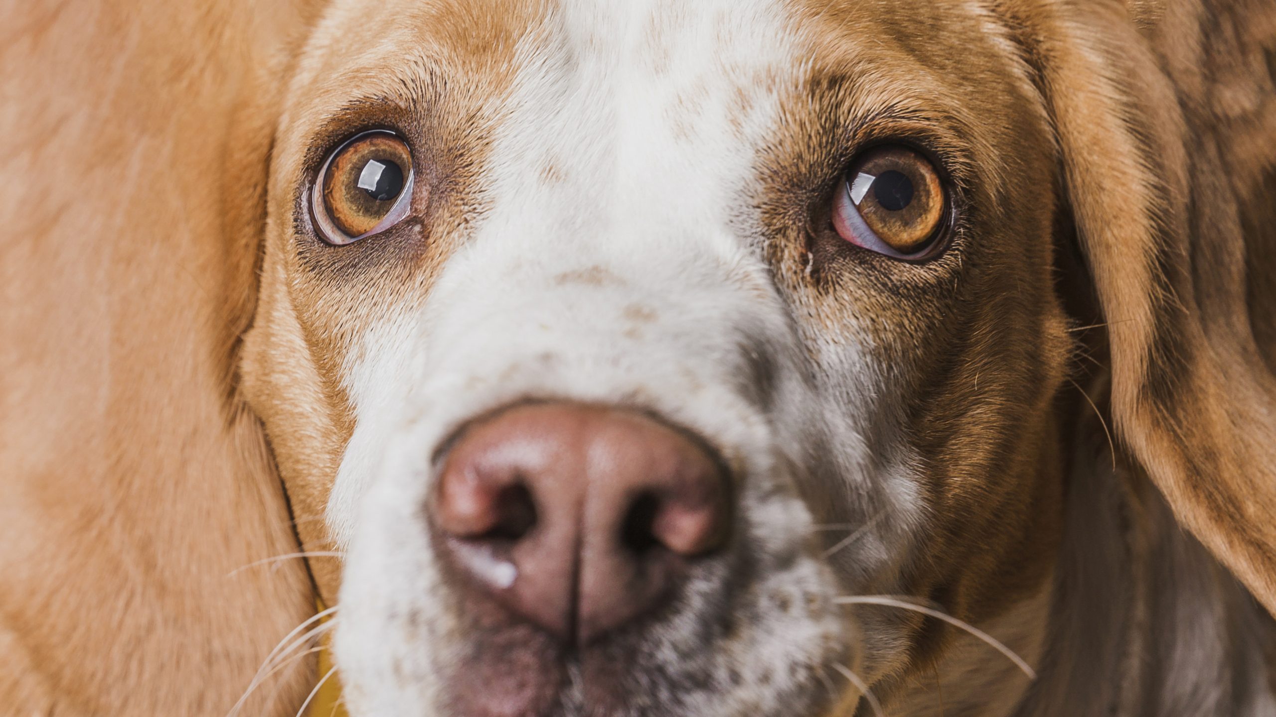 Understand the signs, symptoms and treatments of cataracts in dogs.