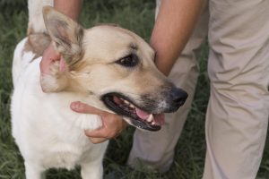 Some dogs may experience an allergic reaction to neosporin. 