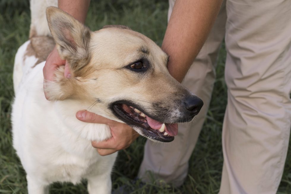 Can You Put Neosporin On A Dog